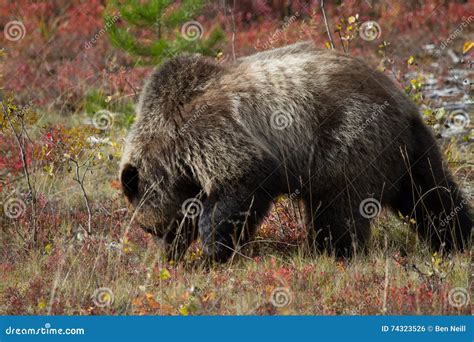 Feeding Grizzly Bear stock photo. Image of background - 74323526