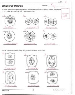 MITOSIS WORKSHEET