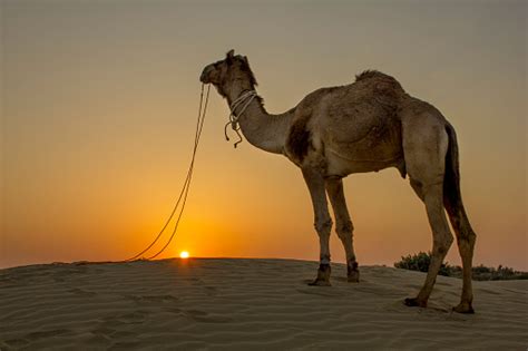 A Camel With Desert Sunset Background Stock Photo - Download Image Now - iStock