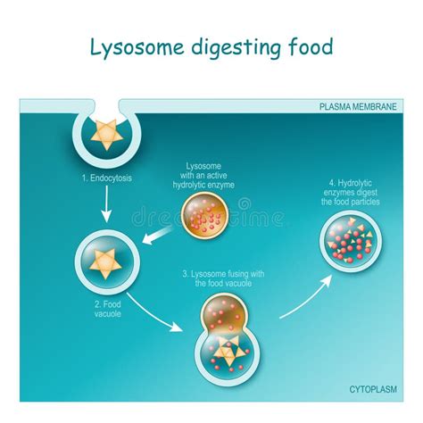 Enzymes De Lysosome Et Cellule De Membrane/concept Hydrolytiques D'anatomie Illustration de ...