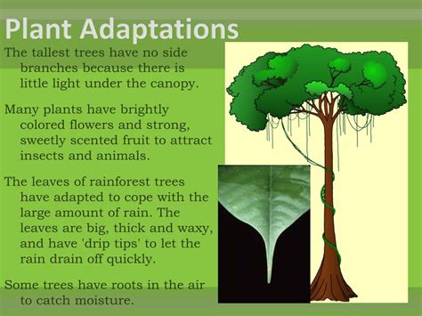 PPT - Rainforest Habitats PowerPoint Presentation, free download - ID:2108179