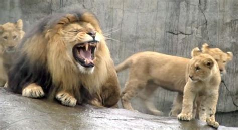 Christian the Lion Reunited with the Men Who Raised Him [VIDEO] | Dawn ...