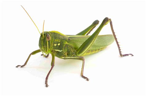 How Do Crickets, Grasshoppers, and Cicadas Sing?