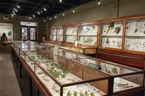 Glass flower exhibit at Harvard Museum of Natural History | Flickr