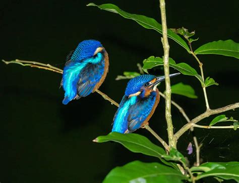 Blue-Eared Kingfisher: Unveiling the Mysteries of This Vibrant Bird ...