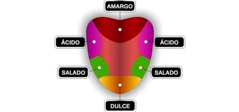 Como Funcionan Las Papilas Gustativas - Dinami