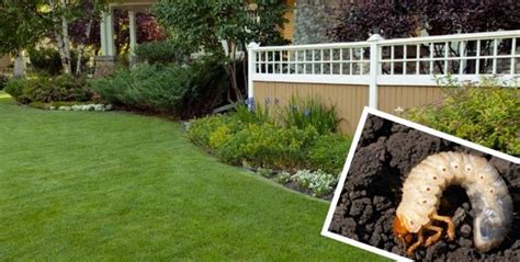 How to Maintain Grub Control and Prevent Lawn Damage | Lawn Doctor