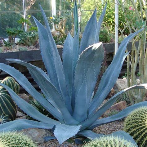 Agave americana (Century Plant) – Ricardo's Nursery