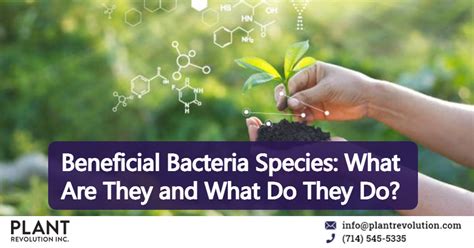 Beneficial Bacteria Species: What Are They and What Do They Do?