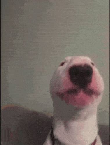 Walter Dog GIF - Walter Dog Bull Terrier - Discover & Share GIFs