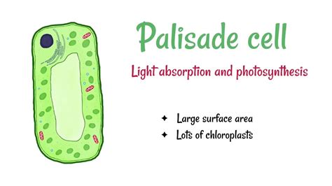 Palisade Cell Model