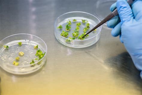 More tomatoes, faster: Accelerating tomato engineering