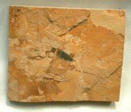 Fossil Phoronids