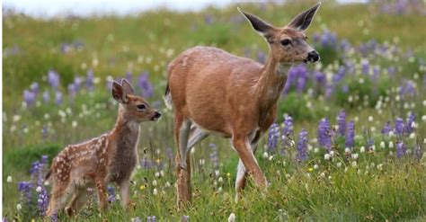 Mother deer and babies - campestre.al.gov.br