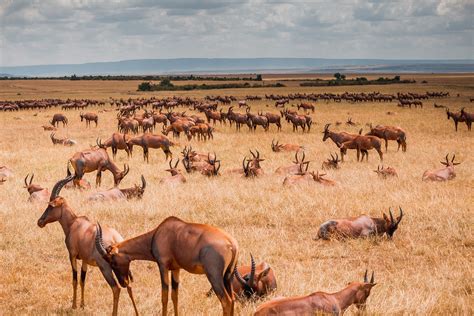 Topi, Maasai Mara | PUBLISHED: africasacountry.com/2019/09/t… | Flickr