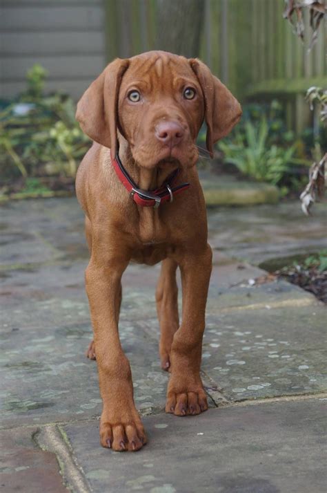 Pin by Jerry Sinkovec on Viszla | Vizsla puppies, Vizsla dogs, Puppies