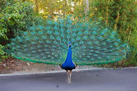 Beauty Quotes About Peacocks. QuotesGram