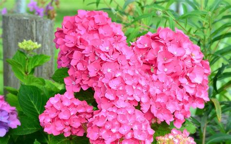 Pink hydrangea wallpaper - Flower wallpapers - #46365