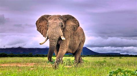 HD wallpaper: Elephant herd, herd of elephant, animals, 1920x1080 ...