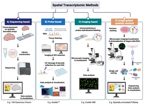 Cells | Free Full-Text | Spatial Transcriptomic Technologies