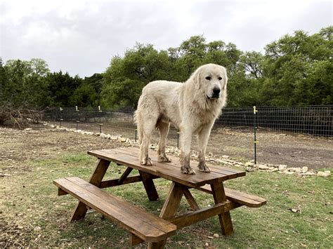 Where Do Great Pyrenees Dogs Come From