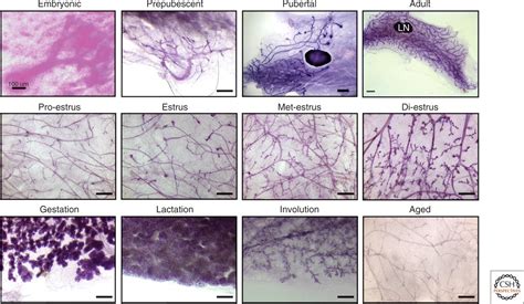 Mammary Gland Reprogramming: Metalloproteinases Couple Form with Function