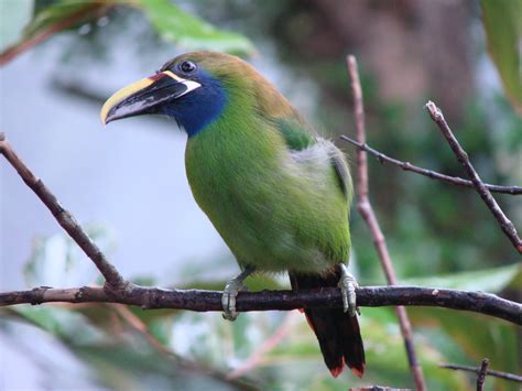 Emerald Toucanet | Bird | Laura Erickson's For the Birds