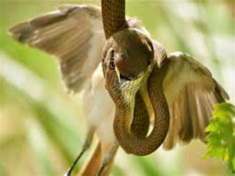 Photo of Bird Prey of Snake Hd Wallpaper – Wallsev.com – Download Free ...