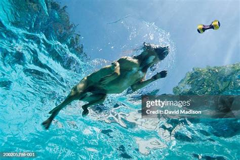 214 Dog Swimming Underwater Stock Photos, High-Res Pictures, and Images - Getty Images