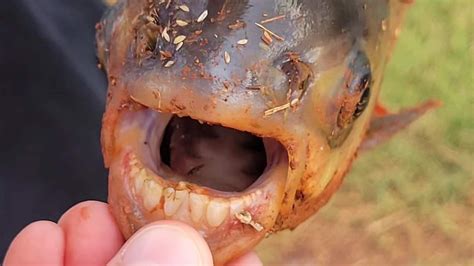 An 11-year-old boy caught a fish with 'human-like teeth' in an Oklahoma pond | NPR