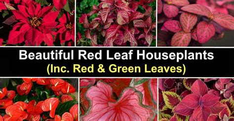 50 Red Leaf Houseplants (Including Plants with Red and Green Leaves)