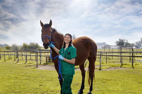 Lymphangitis in Horses: Symptoms, Causes, Treatment & Recovery | Mad Barn