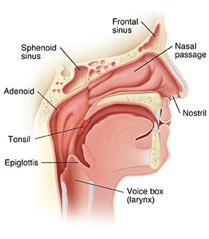 Anatomy and Physiology of the Nose and Throat | Spectrum Health Lakeland