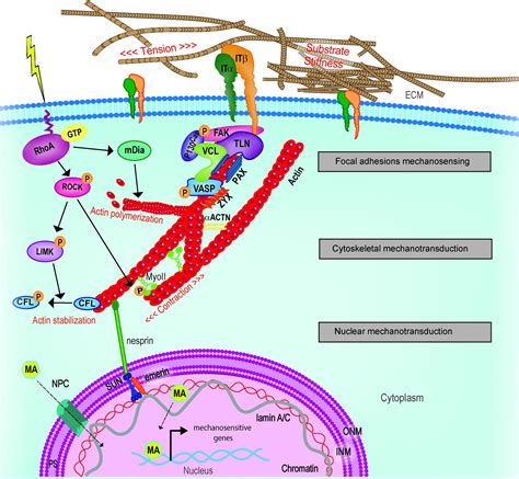 Frontiers | Cellular Mechanotransduction: From Tension to Function