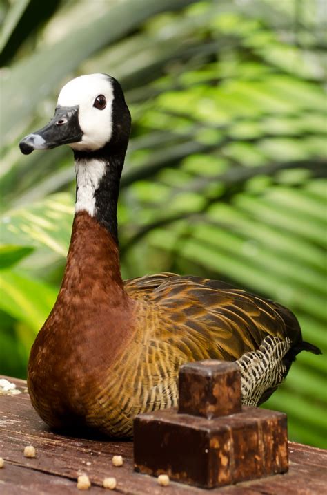 Duck - Animals Free Stock Photo - Public Domain Pictures