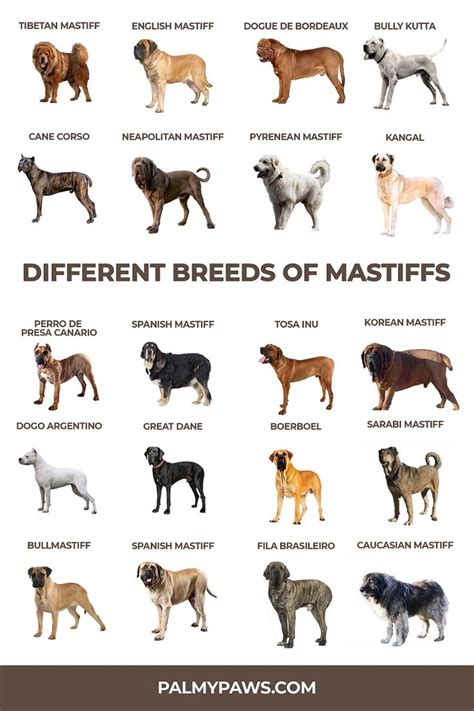 Mastiff Breeds – 20 Types of Mastiffs – Palmy Paws | Mastiff breeds ...