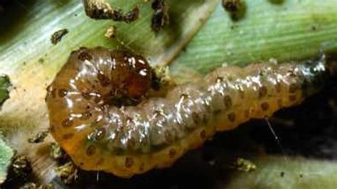 Unusually active moth larvae destroying metro area lawns | wwltv.com