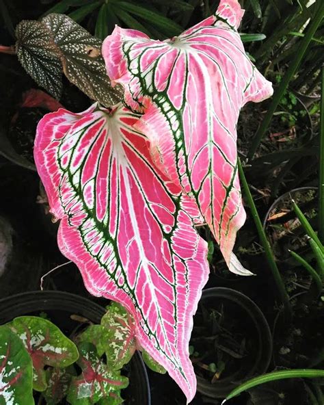 Caladium growing indoors in pots - Tropics @Home