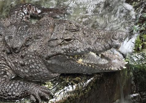 West African Crocodile | The Animal Facts | Appearance, Diet, Habitat