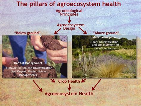 Agroecology: Principles and Practices