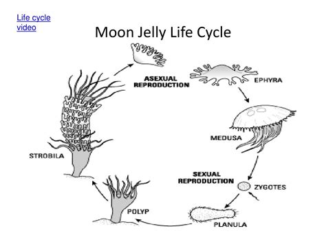 PPT - Phylum Porifera PowerPoint Presentation, free download - ID:4554140