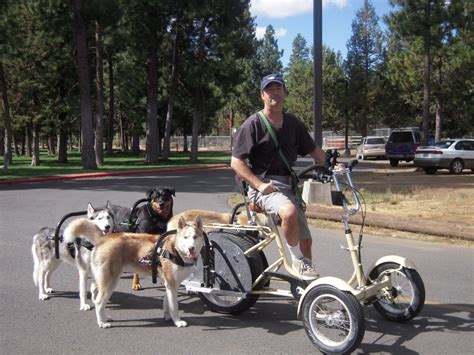 Dogpowered Scooter | A Great Way To Exercise Your High Energy Dog - Ginger's Pet Rescue