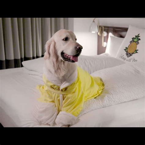 Pet-Friendly Hotels