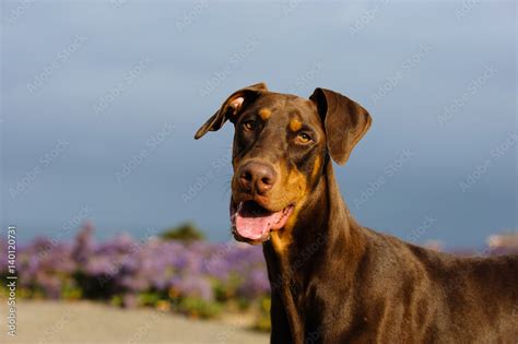 Are Doberman Ears Natural