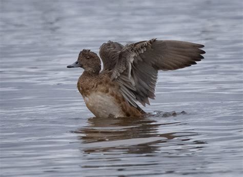 Eurasian Wigeon - Owen Deutsch Photography