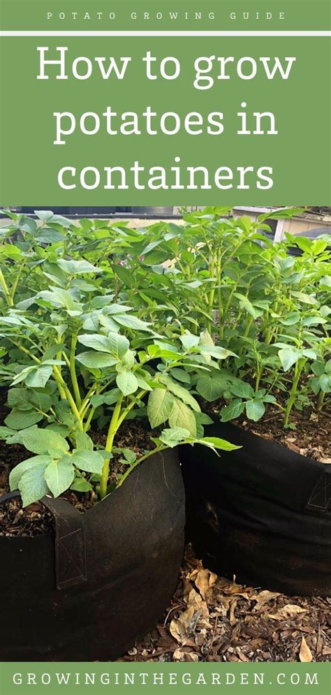 How to Grow Potatoes in Containers | Growing potatoes, Grow potatoes in container, Container ...