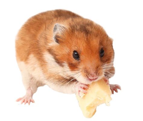 Hamster Funny Animal, Hamster Eating Cheese Stock Image - Image of funny, eating: 115398321