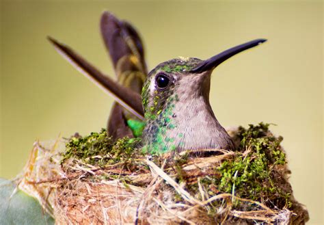 Birds of Cuba – An Internet Field Guide to Rare Cuban Birds