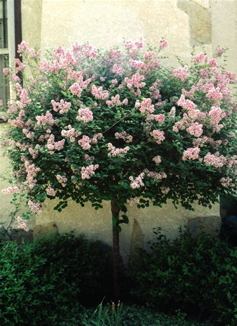 PBS Wisconsin Auction - Syringa Meyeri, "Palibin' Dwarf Korean Lilac (Tree Form)