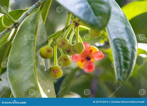 Flower of an Asam Gelugur Tree, Garcinia Atroviridis Stock Image - Image of pink, exotic: 267514519